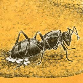 故事最美的法布尔昆虫记之地下王国统治者蚂蚁