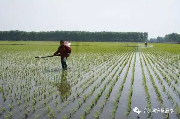 影响水稻返青分蘖的主要原因?该怎么去管理?