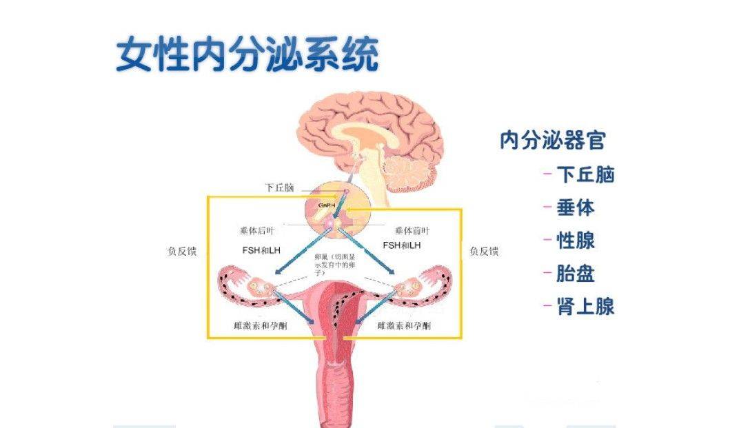 青春期功血的病人下丘脑-垂体-卵巢轴激素间的反馈调节未成熟,大脑