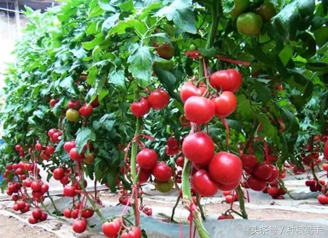 夏季来了,农户你是如何防番茄越夏败秧呢?不要因管理不当而减产