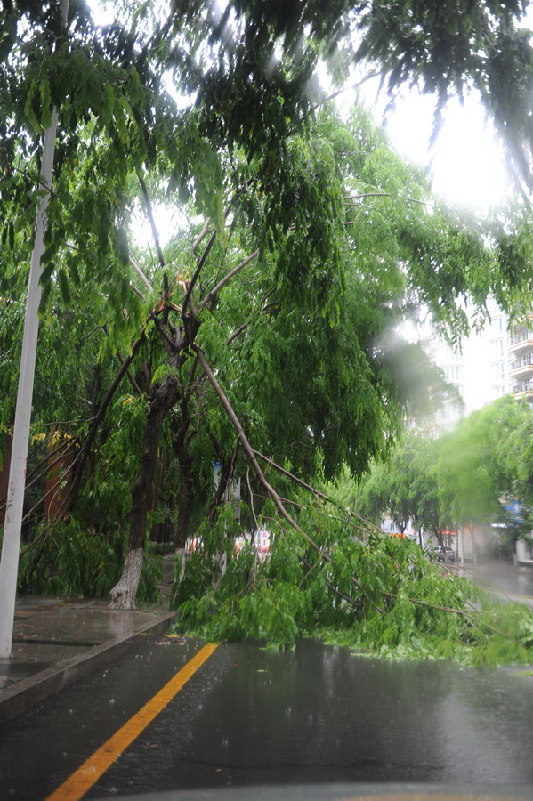 康佳路: 在康佳路,一度出现的狂风暴雨还造成几棵绿化树倒伏在地