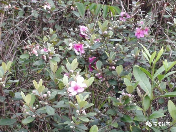 23)注:农家亦懂美,果园留下簇簇岗稔,小满季节,漫山花开,姹紫嫣红不逊