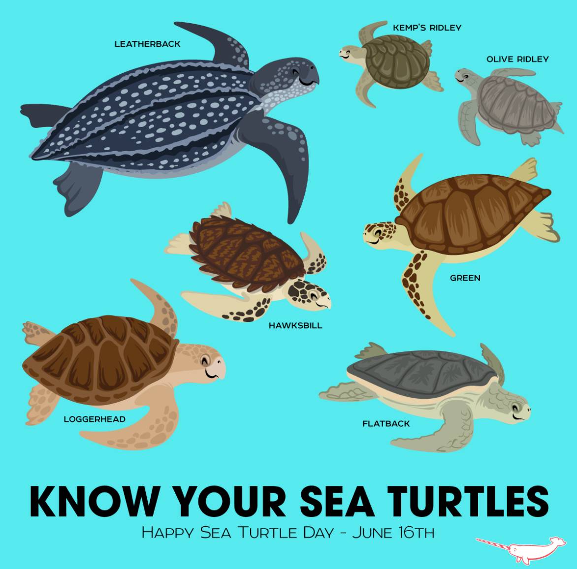 我是海龟不是乌龟turtlefacts