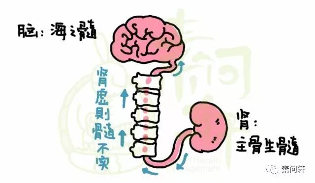 肾不虚则脑必健:脑为髓之海,肾主骨生髓,肾虚则髓不实,故而产生神经