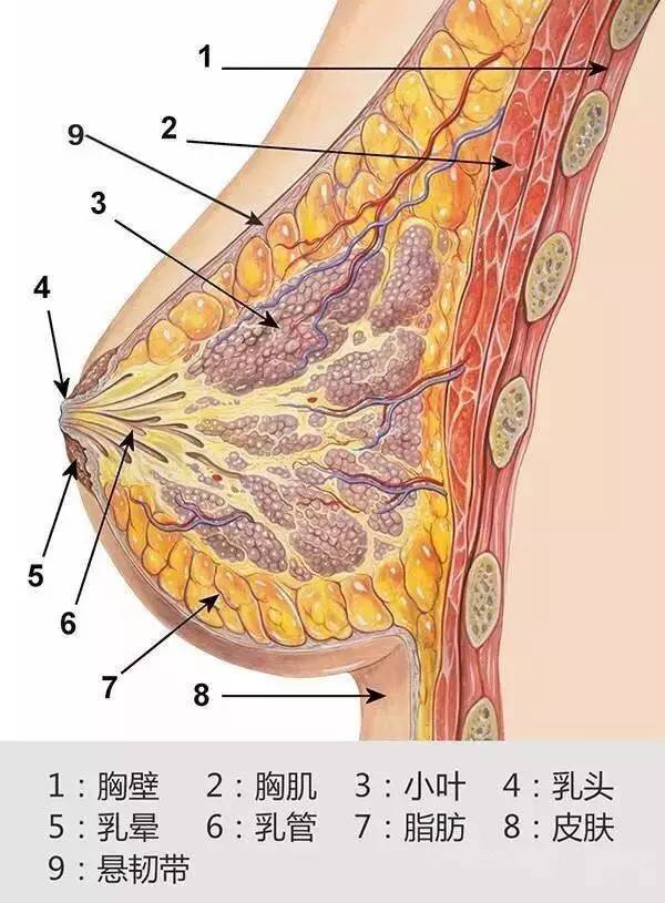 乳房由皮肤,纤维组织,脂肪组织,乳腺构成