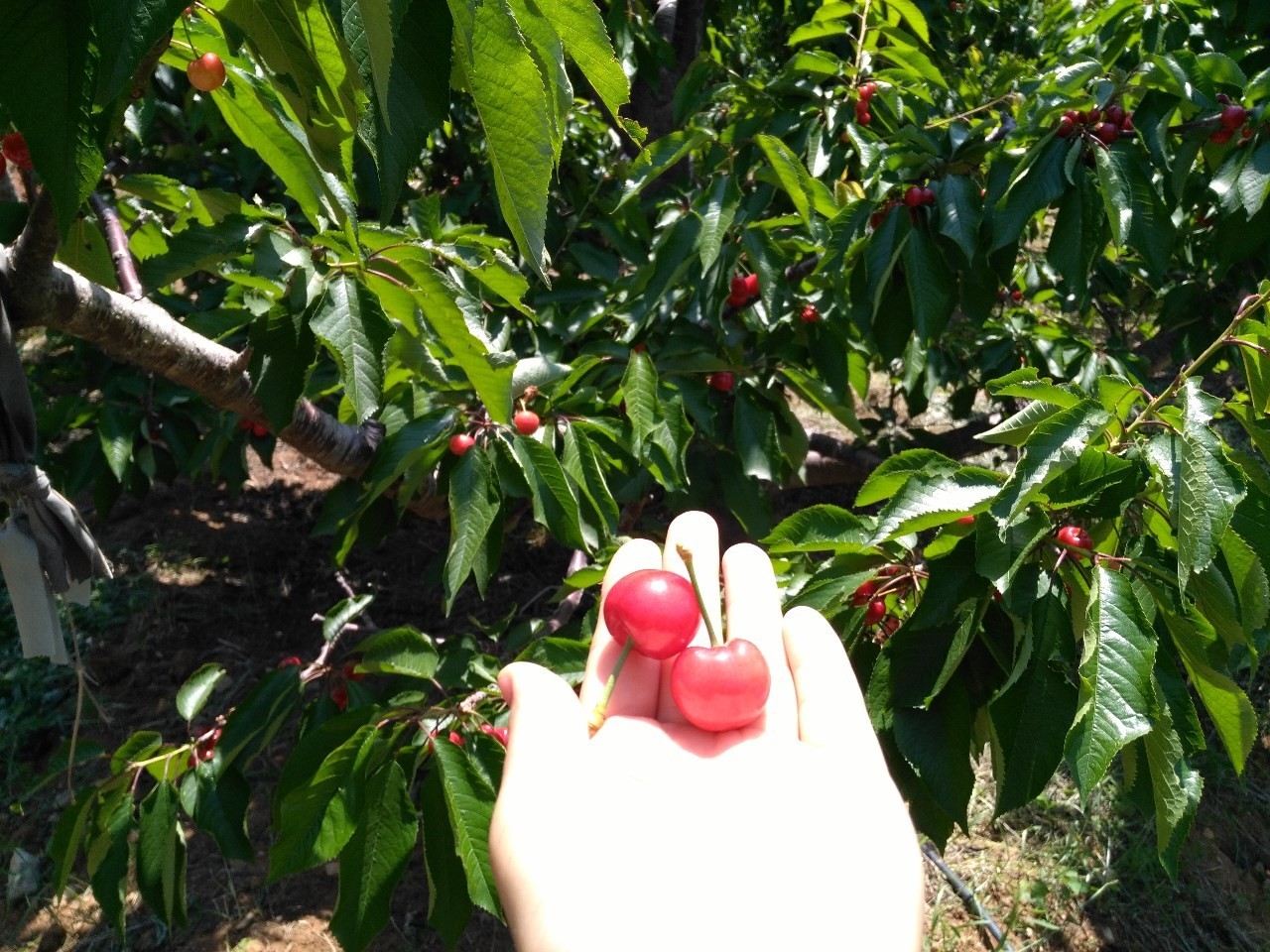 金普新区的大樱桃熟啦！端午期间可以采摘啦！