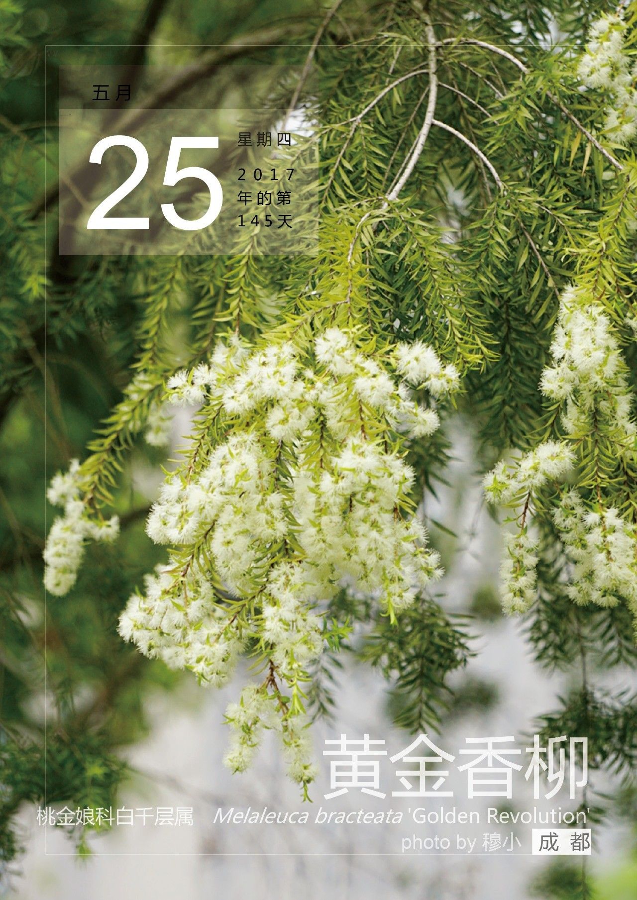 5月25,黄金香柳