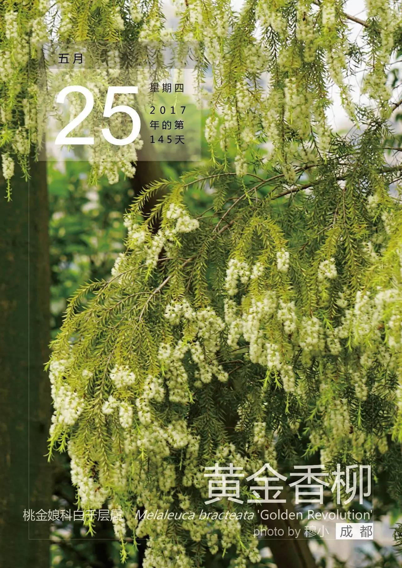 5月25,黄金香柳