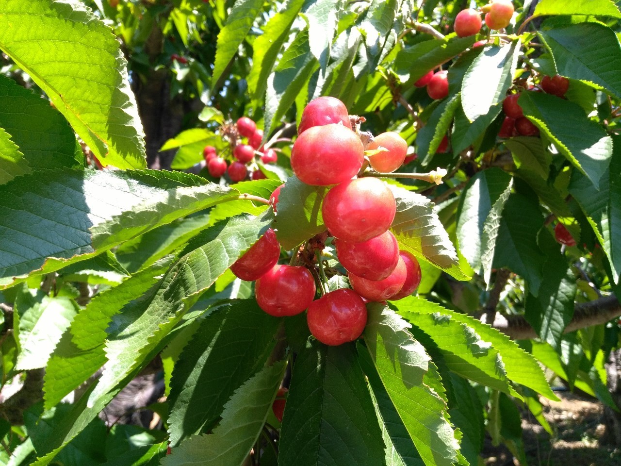 金普新区的大樱桃熟啦！端午期间可以采摘啦！