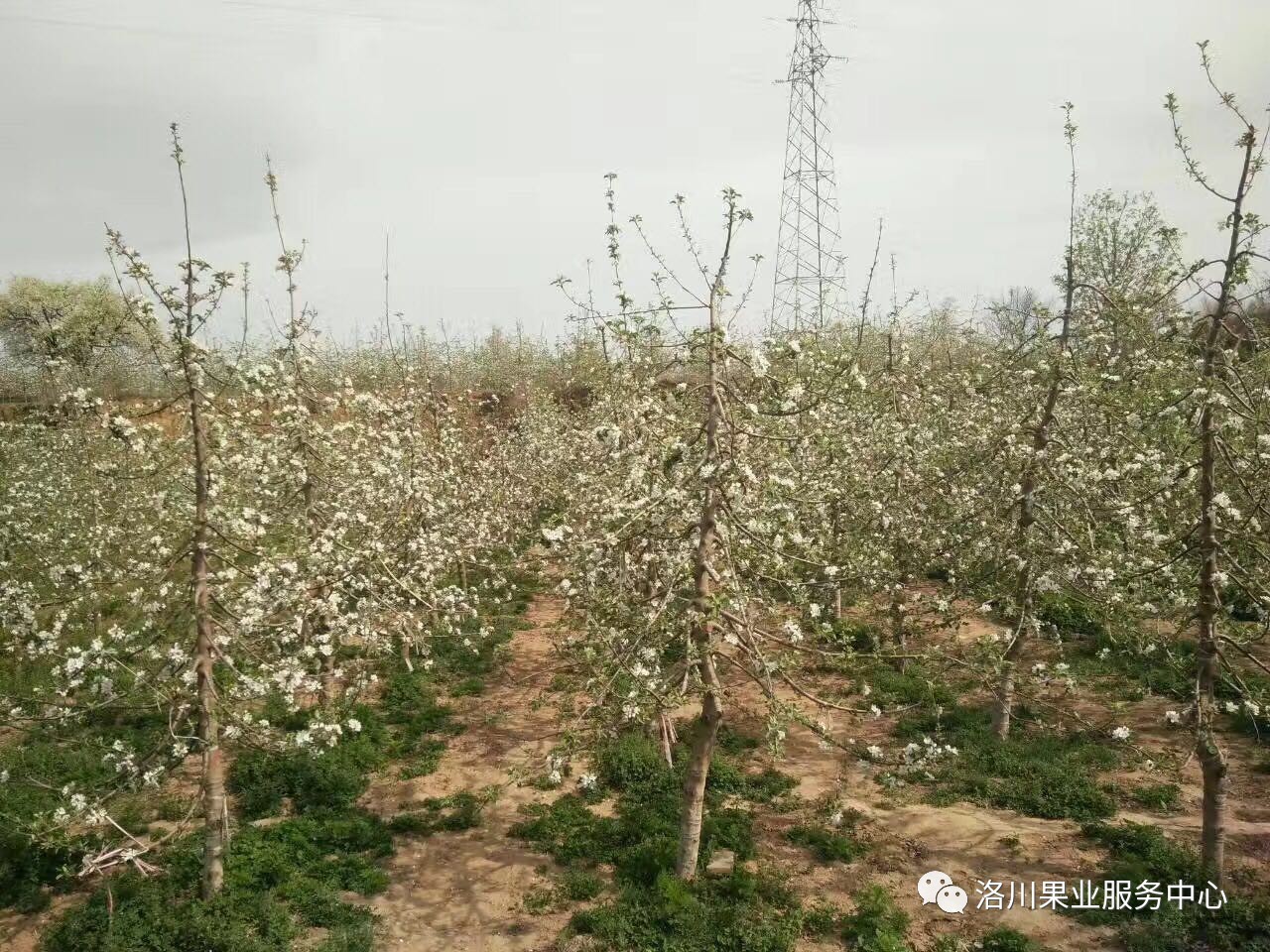 【种植技术】矮砧苹果集约化栽培新技术