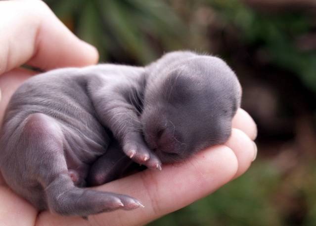 刚出生的动物宝宝竟然长这样,捧在手心怕化了!