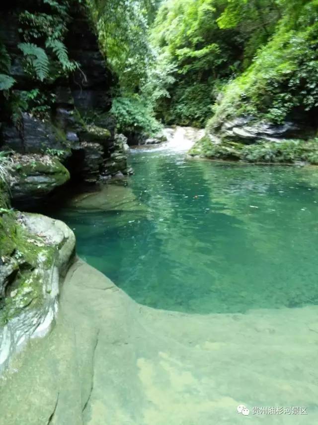 油杉河风景区在大方县的东北端,和百里杜鹃林带仅一山之隔,油杉河