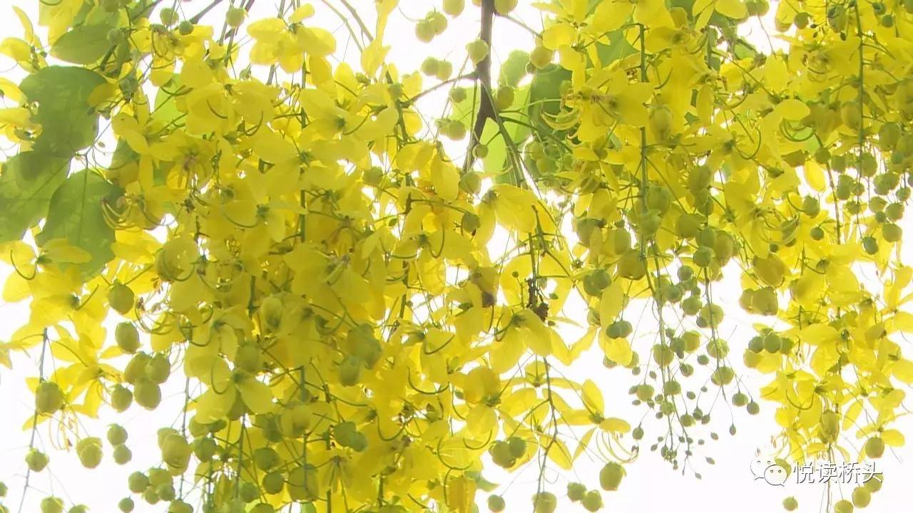 黄金雨花开灿烂桥头又见黄花漫天