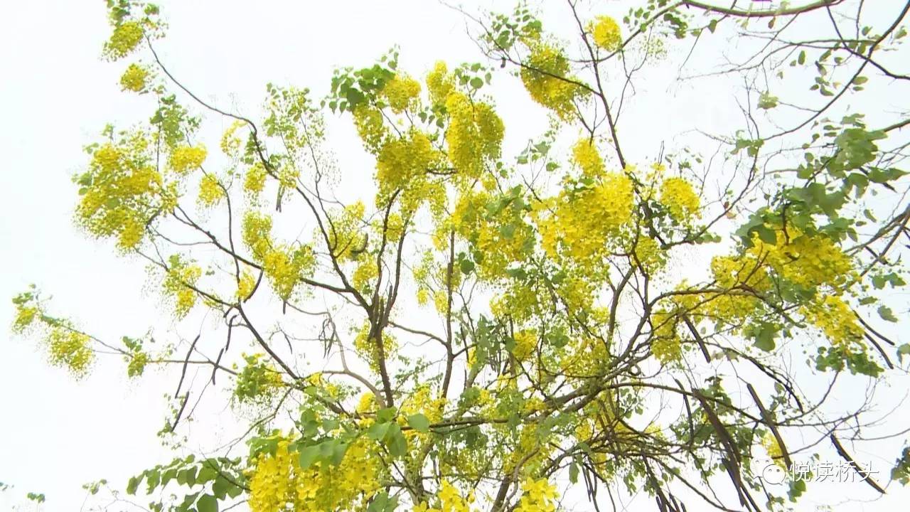 黄金雨花开灿烂桥头又见黄花漫天