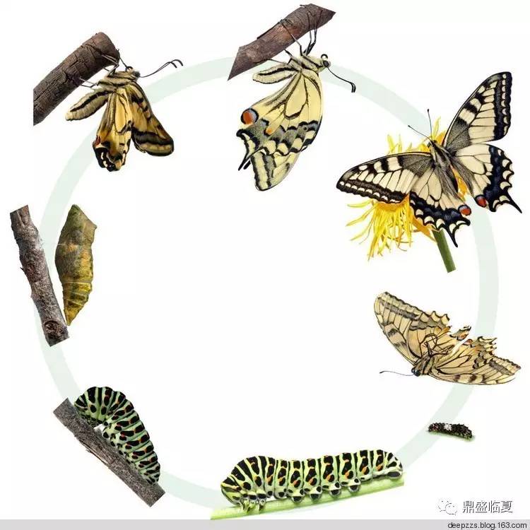 蝴蝶的发育需要经过卵,幼虫,蛹和成虫4个阶段.
