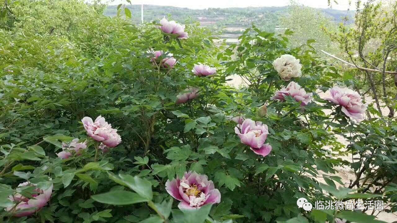 临洮·康家集乡首届山中牡丹文化旅游节5月26日隆重开幕!