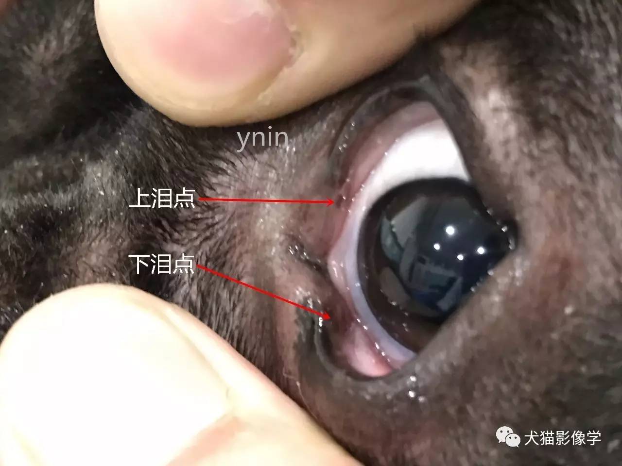 图解视频犬猫鼻泪管冲洗技术