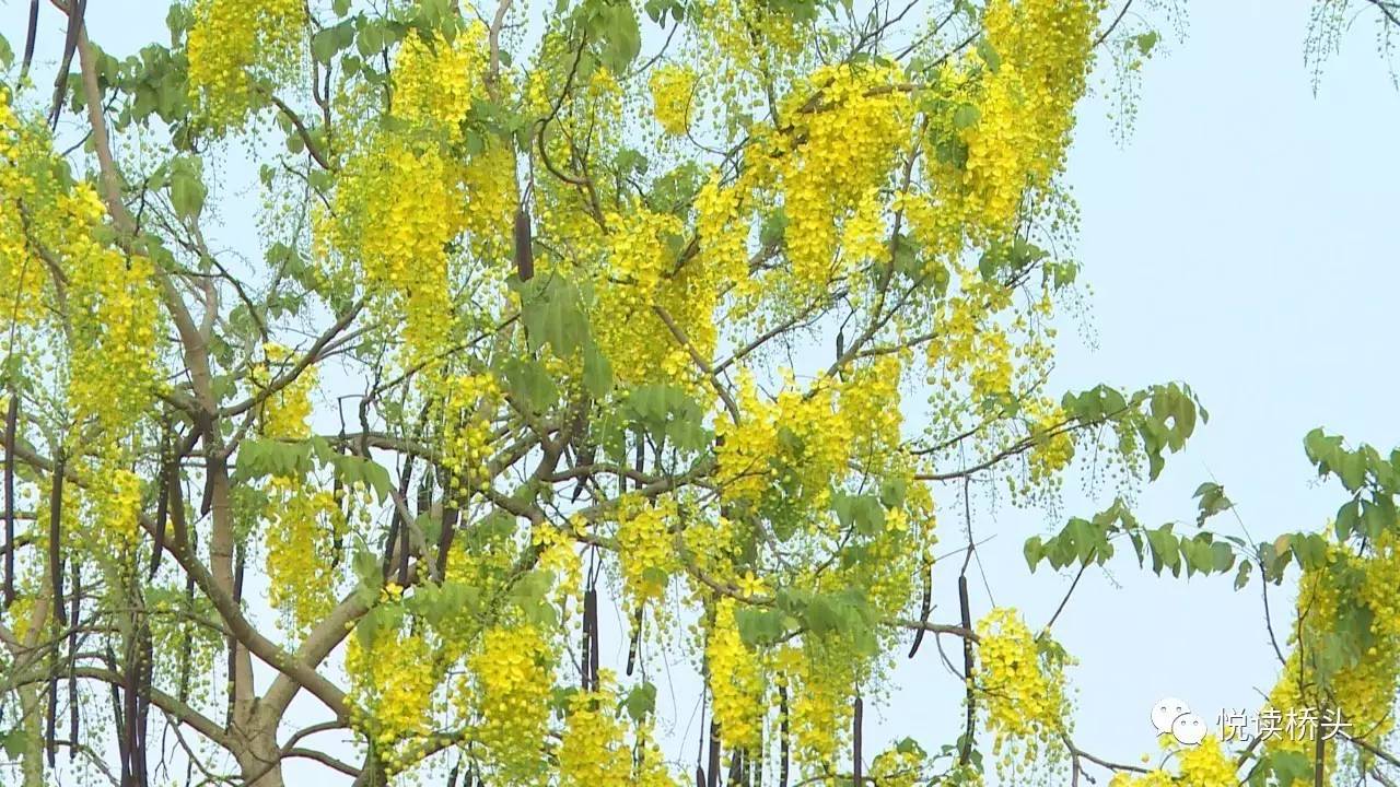 "黄金雨"花开灿烂,桥头又见黄花漫天