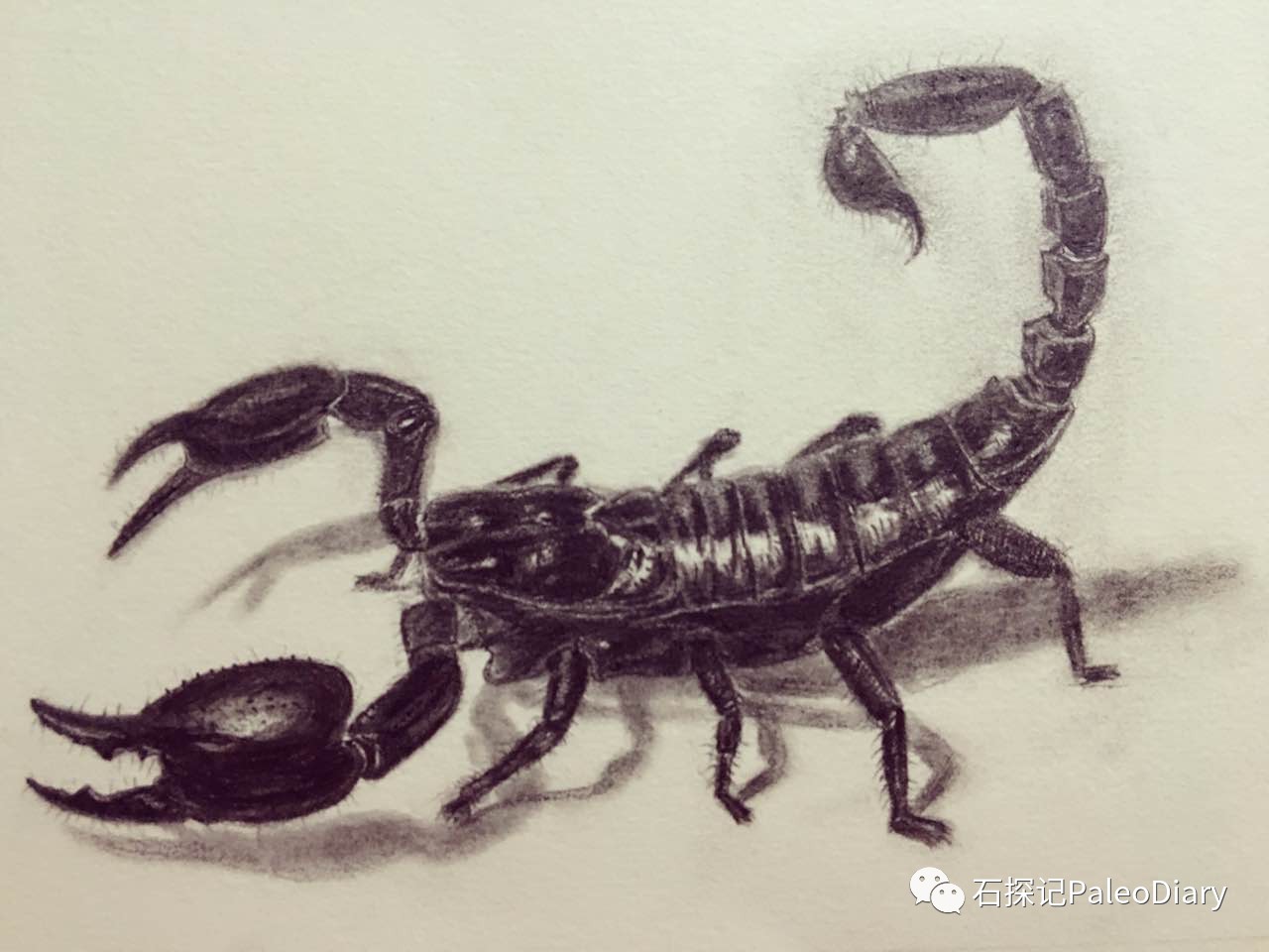 蝎子图小编手绘