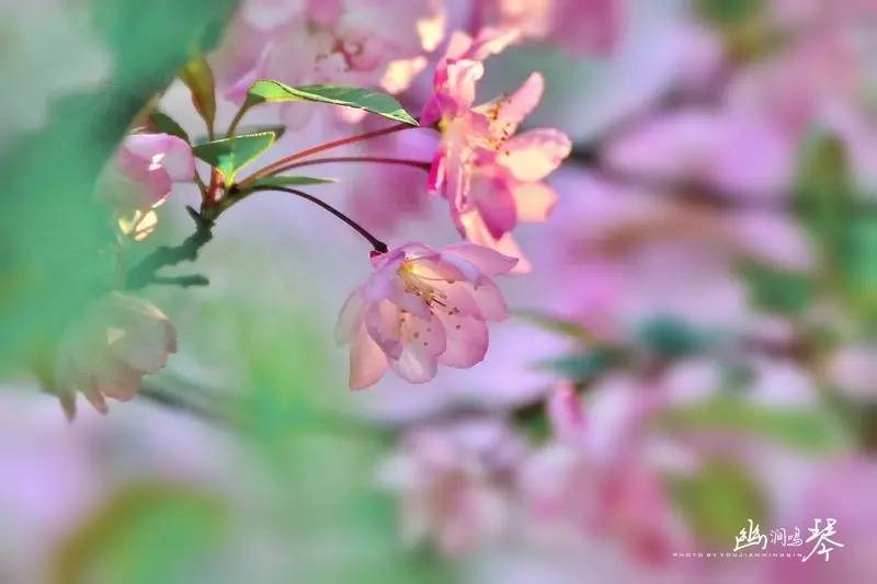 【朗诵】海棠花落