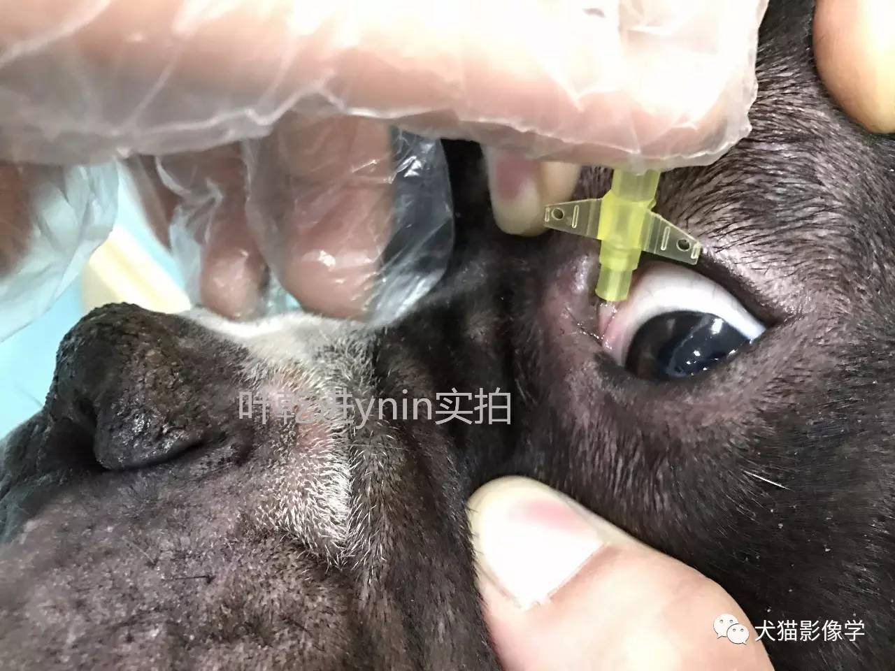 【图解 视频】犬猫鼻泪管冲洗技术