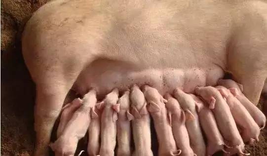 母猪产仔多的情况下,如何做好仔猪寄养分群