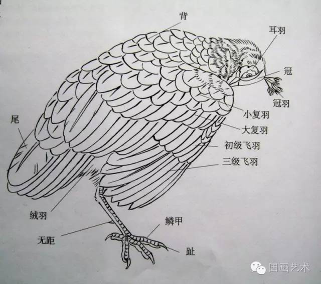 文化 正文  雌孔雀的结构 绿孔雀翅膀与背部的着色 背羽·尾羽·小复