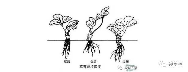 植物种子生长小报手绘