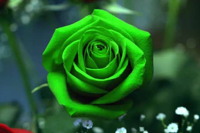 高清绿玫瑰