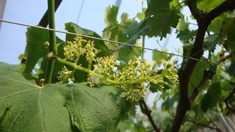 葡萄花穗管理技术5要点