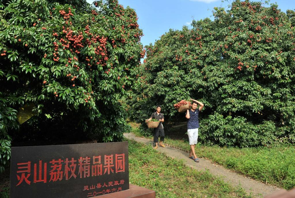 摘荔枝2017广西灵山荔枝文化旅游节来啦我在这里等你