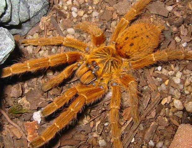9,橙色毛蜘蛛