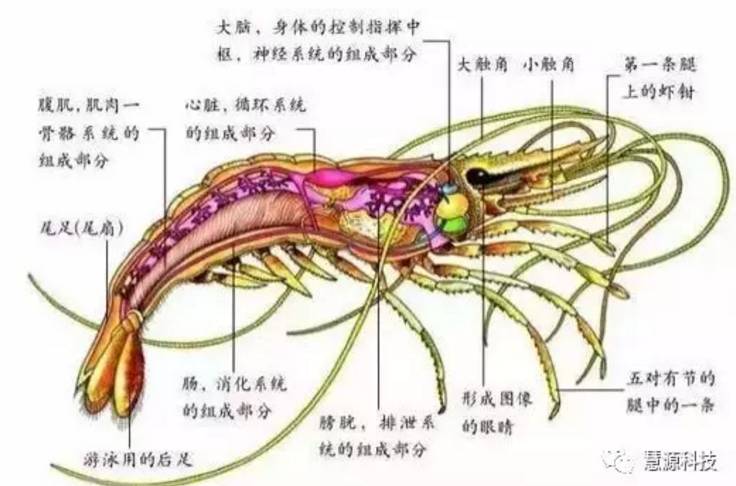 鱼,虾,蟹,小龙虾及鳖解剖图收藏贴