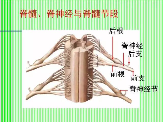 脊髓及脊柱临床应用解剖