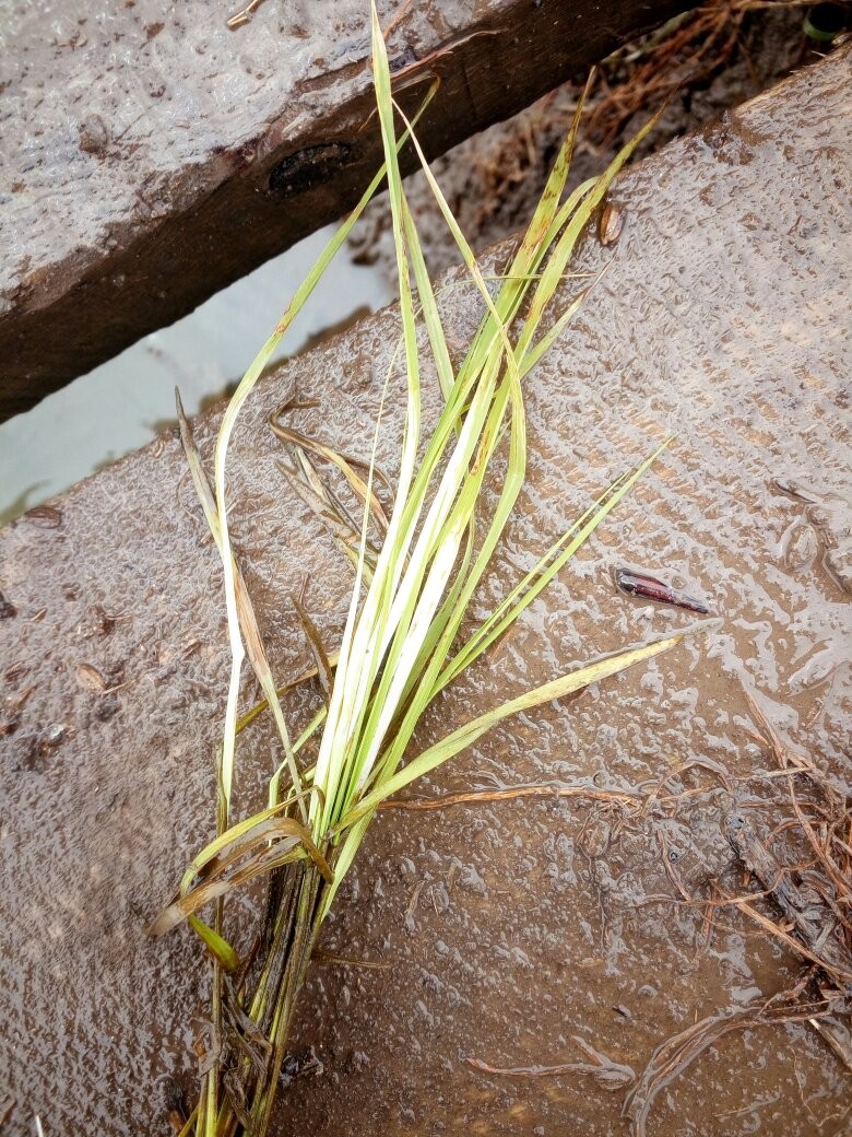 因此建议:尽量不要推荐这种组合(恶苗酮 乙氧氟草醚 丁草胺这类组合)