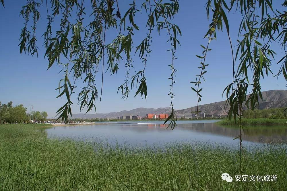 东湖公园人工湖畔,市民休闲好去处黄刺玫黄刺玫马莲贴梗海棠鸢尾花西