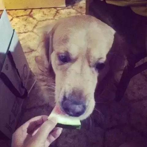 狗狗夏天能吃西瓜么？