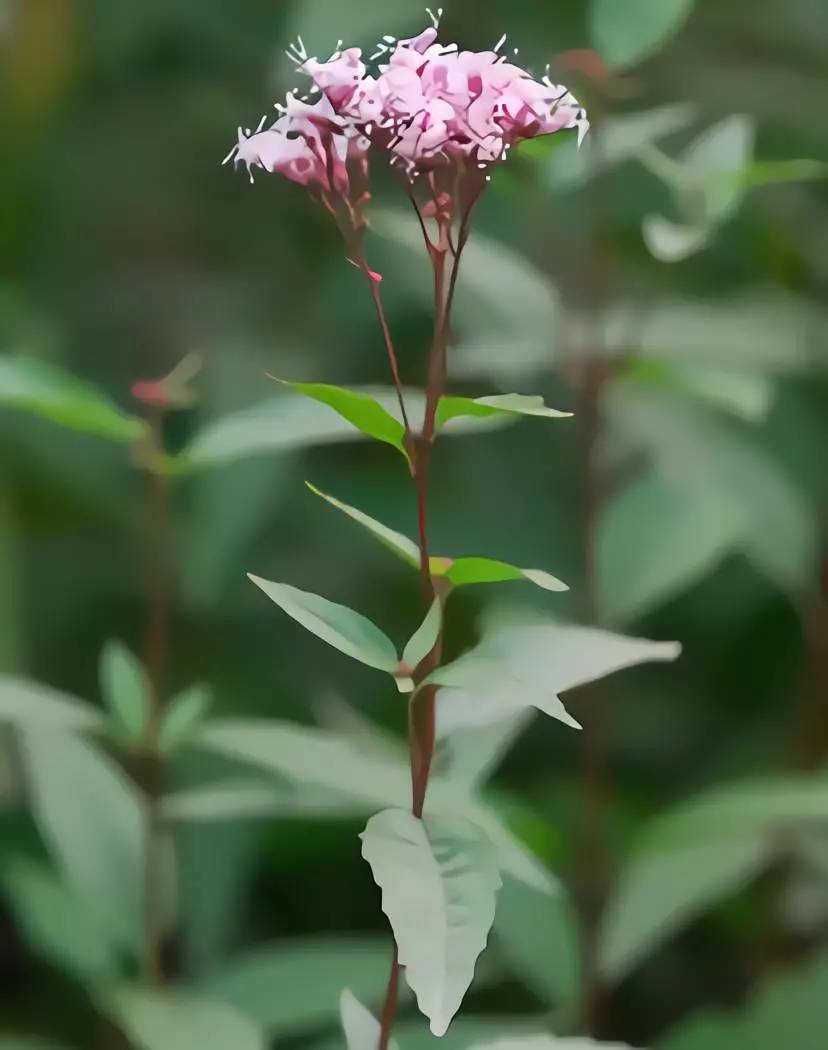 每日一药野马追