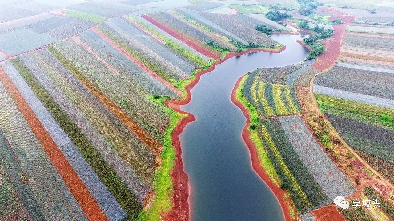 航拍徐闻"菠萝的海",空中鸟瞰这里是"七彩田园"!