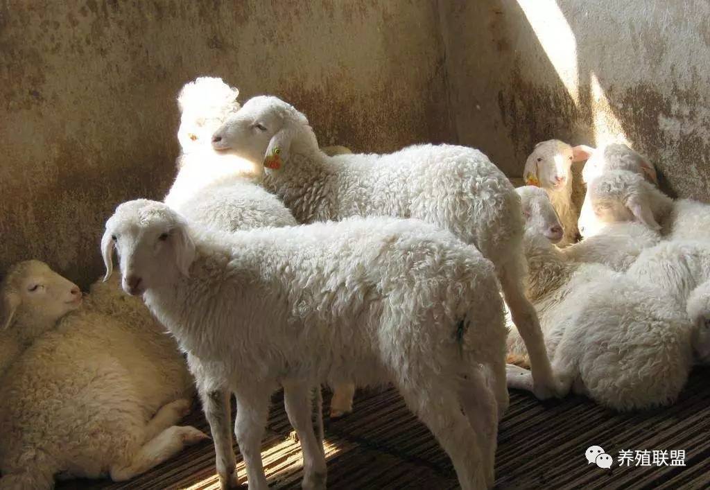 杜泊羊喂什么长得快育肥羊60天出栏技术