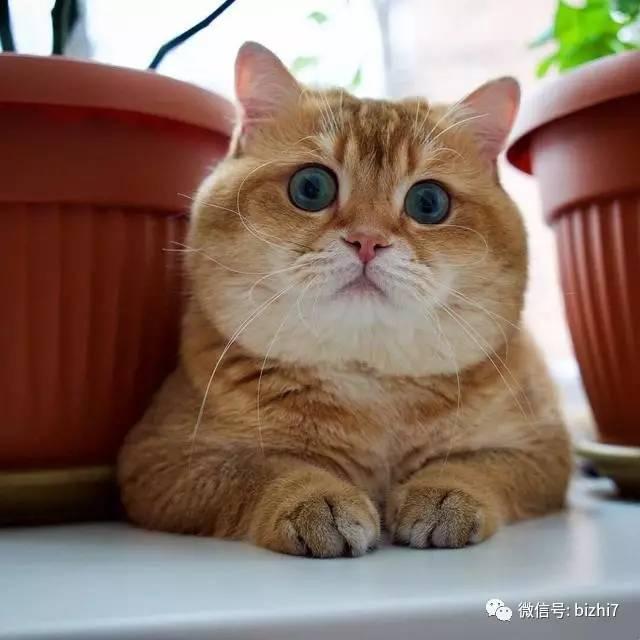 可爱猫咪头像手绘