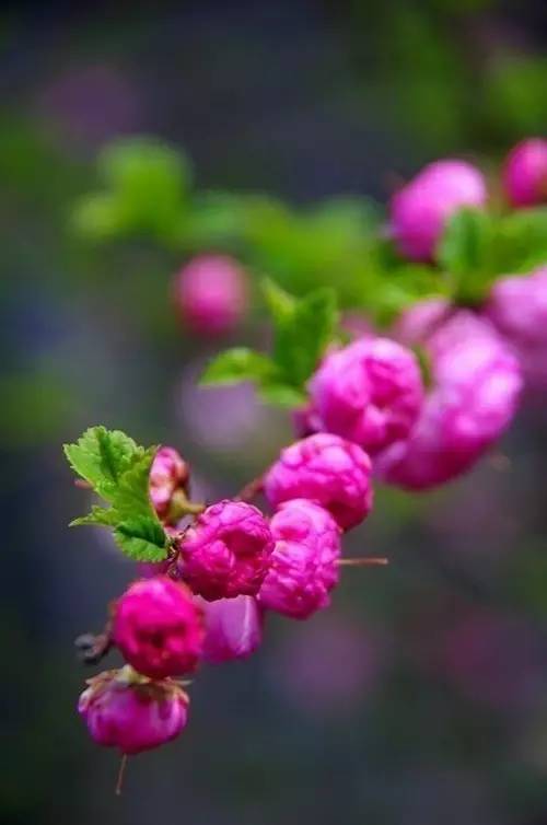 花落红叶飞简谱_少司命万叶飞花