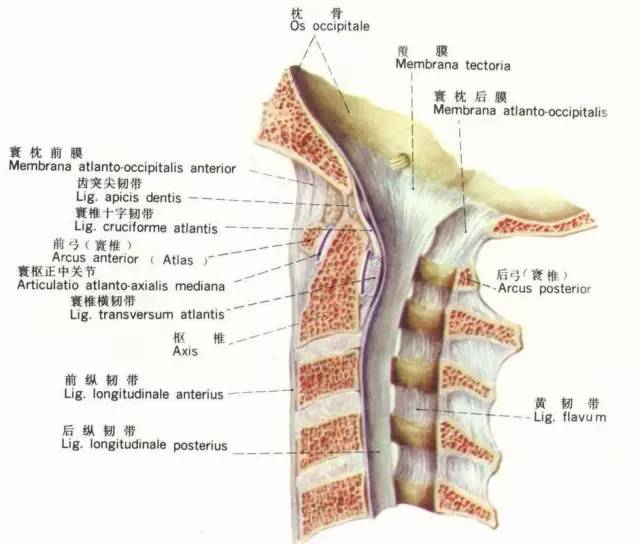 胸椎黄韧带骨化症的手术疗效和预后因素分析