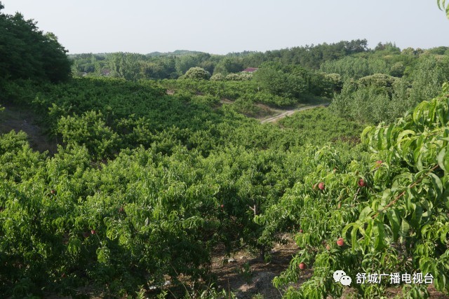 的桃树种植基地,果香四溢,在采摘园里,一个个光鲜红润的桃子挂满枝头