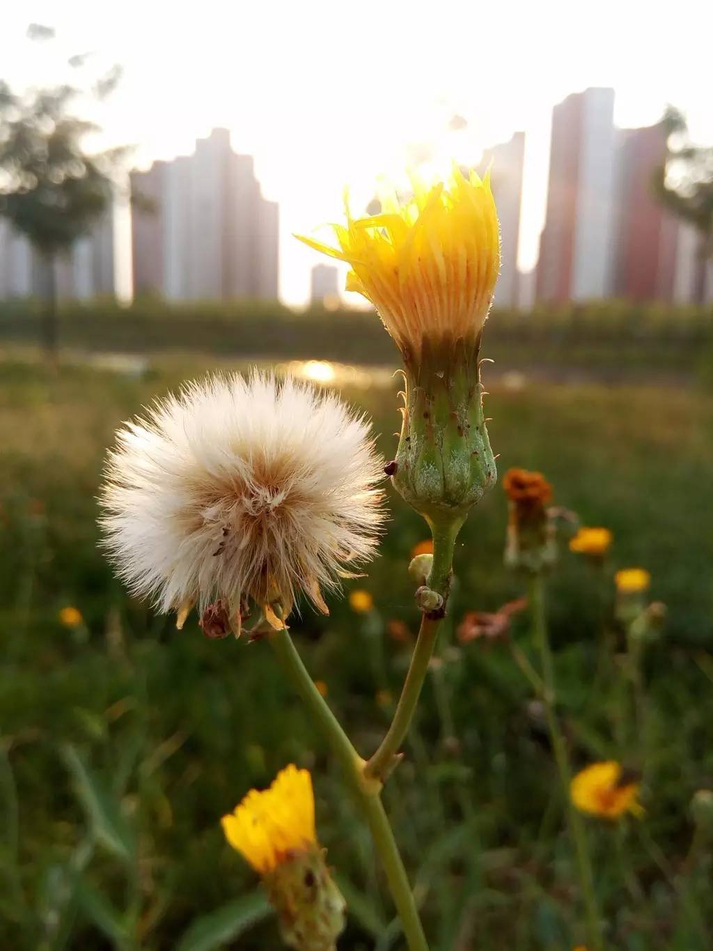 草木时光,不慌不忙 黄港生态休闲区 把自然还给自然