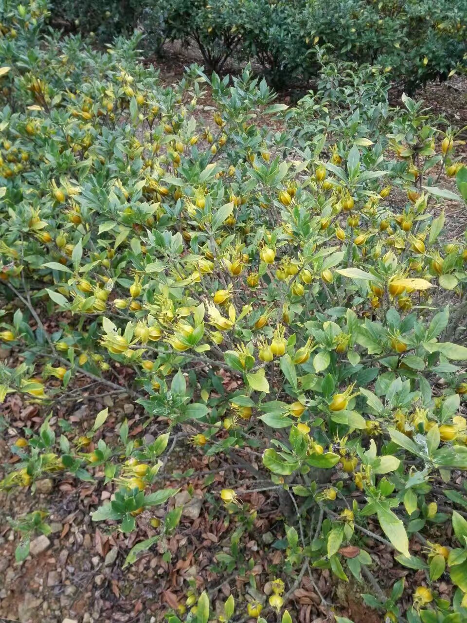 栀子花开-黄栀子烘干机的后期加工