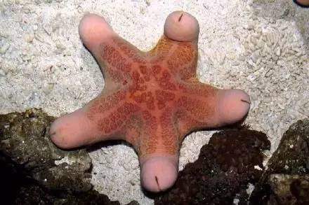 粒皮瘤海星choriaster granulatus