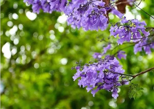 【花期】继黄花风铃木之后,成都蓝花楹再次刷屏朋友圈