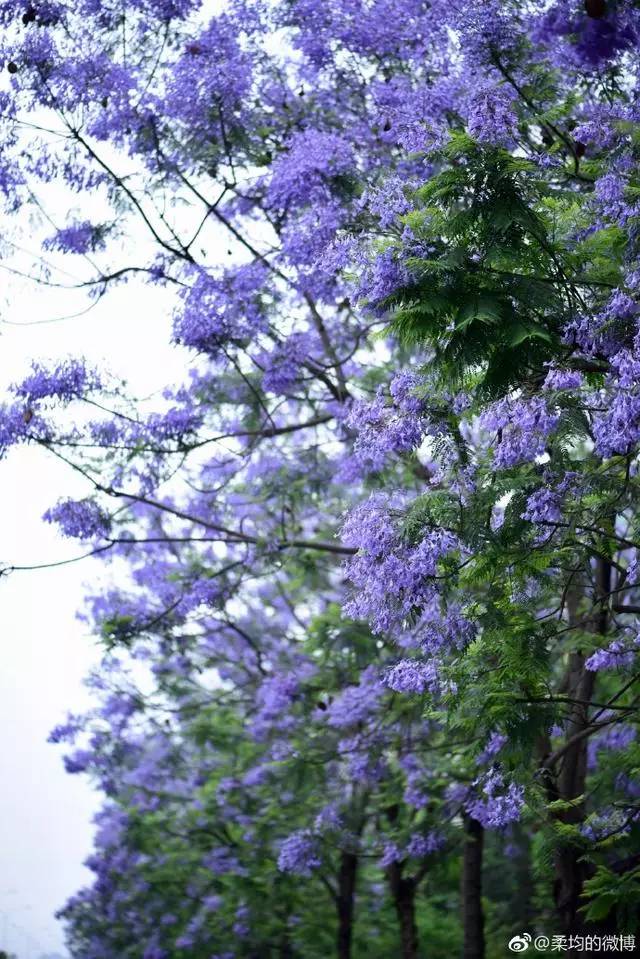 【花期】继黄花风铃木之后,成都蓝花楹再次刷屏朋友圈