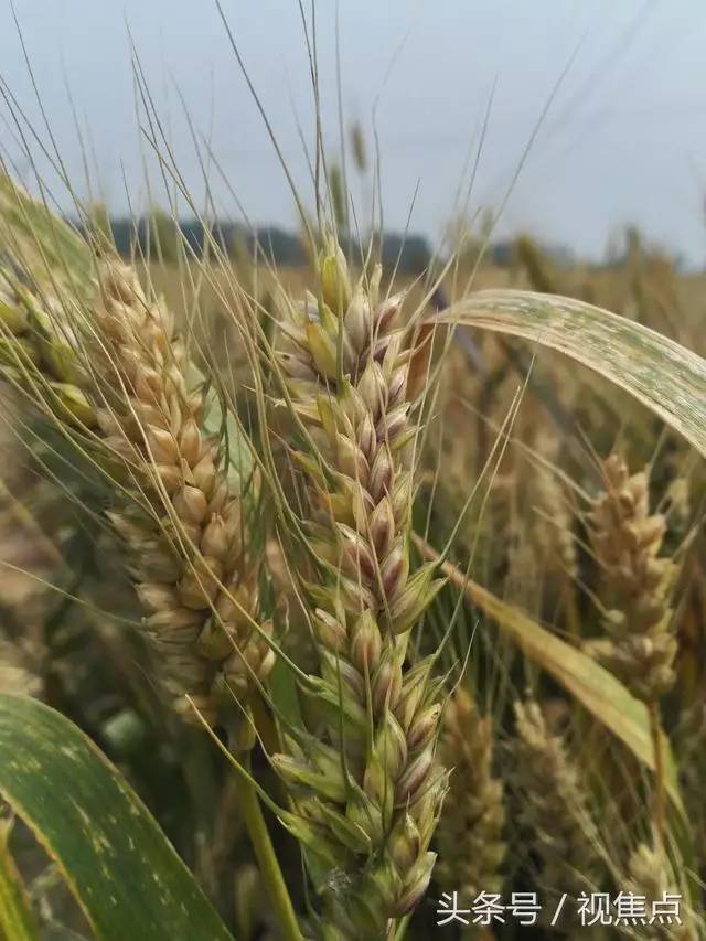 河北农民种"天价麦,卖价是普通小麦10倍/2017大麦种植日活动在射阳